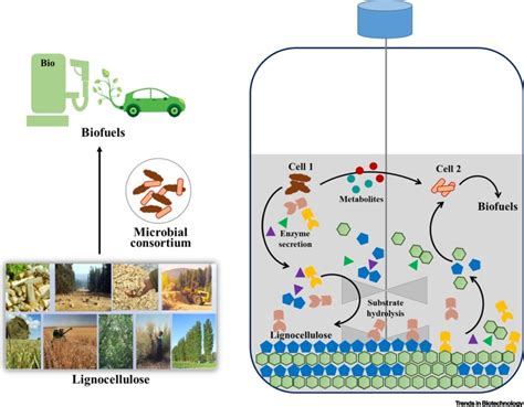 Oily Sludge Separation Iran|Exploitation of novel synthetic bacterial consortia for .